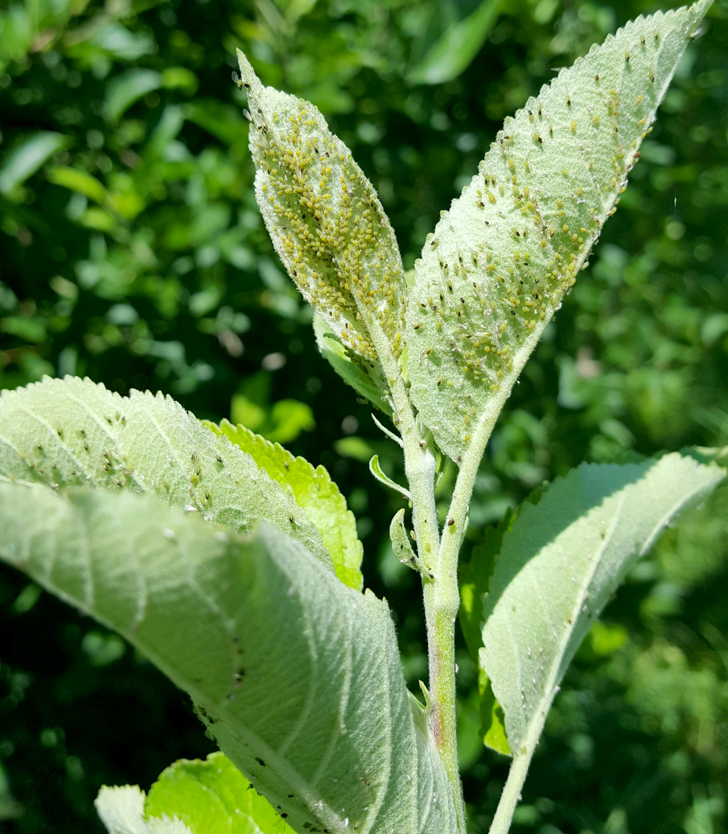 Green apple aphids